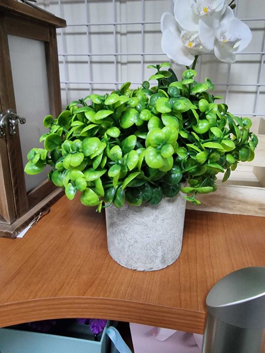 Sztuczny Bukszpan gipsowej doniczce jak żywy sztuczne bukszpany kwiaty