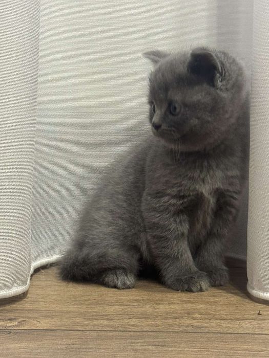 Британські прямовухі кошенята