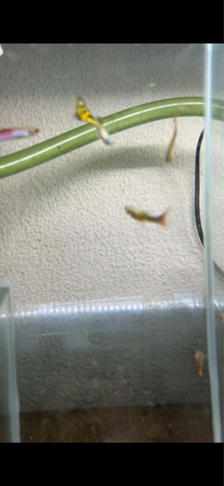 Guppys de varias especies