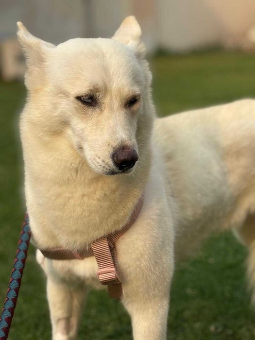 Błękitnooka śnieżynka Akire w typie husky