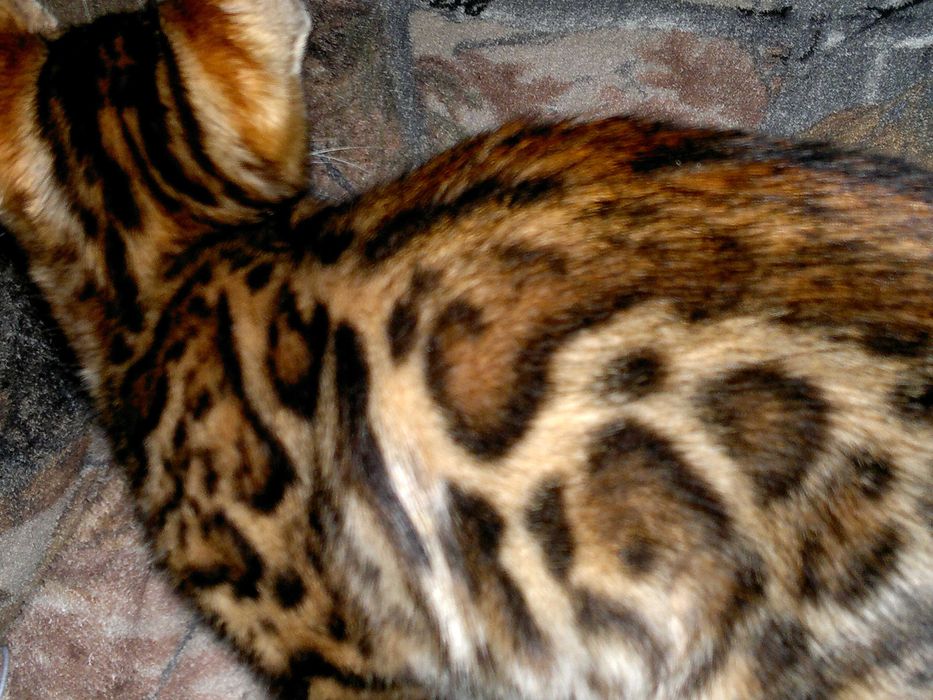 Яскраві бенгальські кошенятка з документами