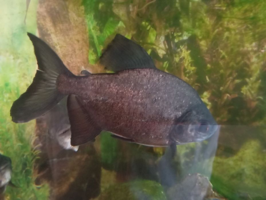 Sprzedam piranie pacu