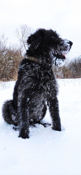 Дратхаар вязка ФМСУ