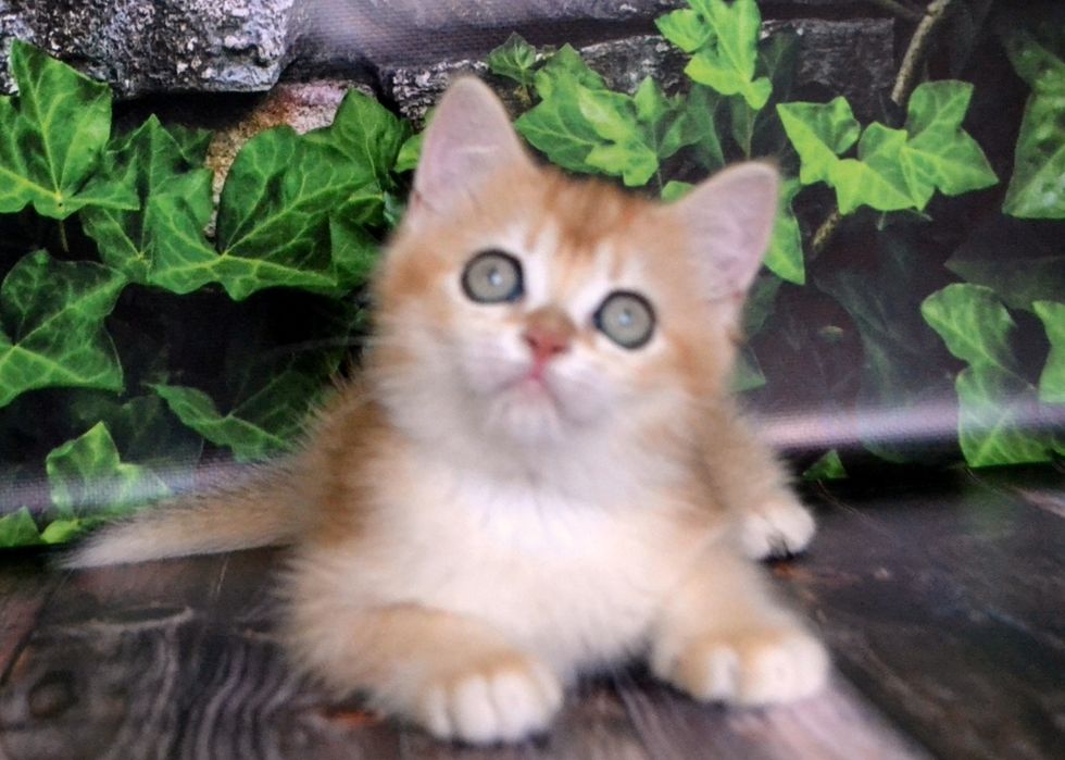 Чистокровнi шиншили