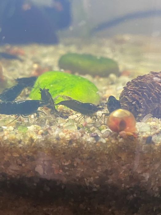 Camaroes/ neocaridinas green jade