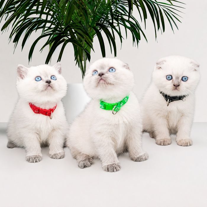 Скотіш фолд блю поінт
