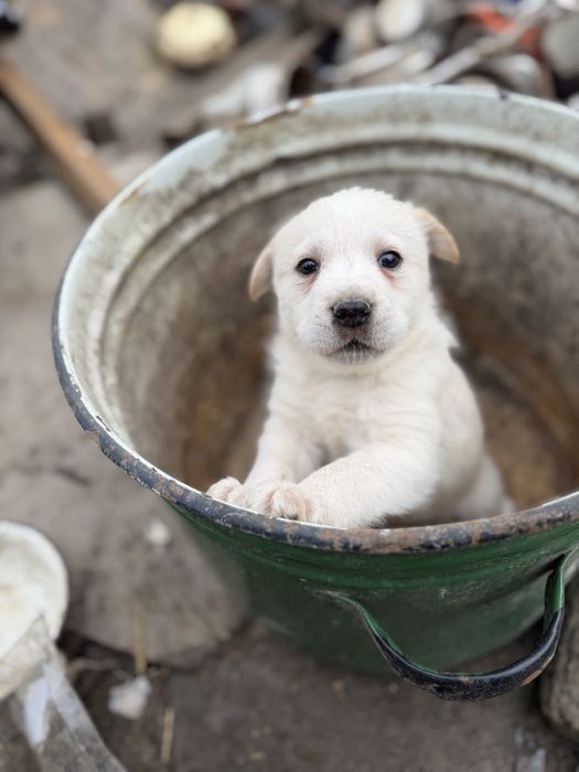 Щенки метисы лабрадора