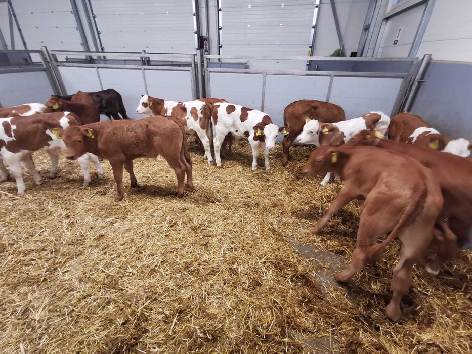 Cielęta  Jałówki MM 50-90 kg POLSKIE.Duży wybór  Raciąż