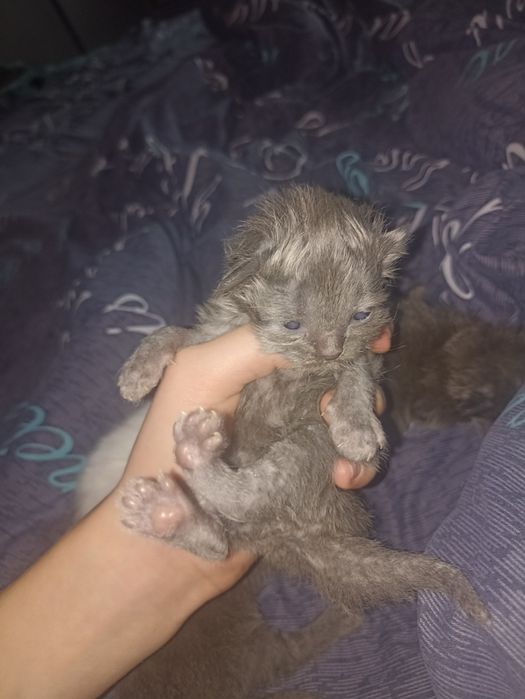 Котята грудние 4шт