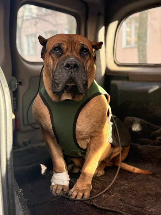 Домашня перетримка (хвостиків)