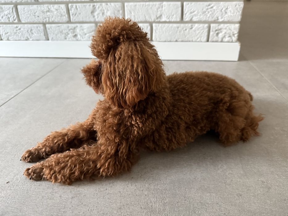 "Elitarny reproduktor Pudel Toy Teacup – import z Chin