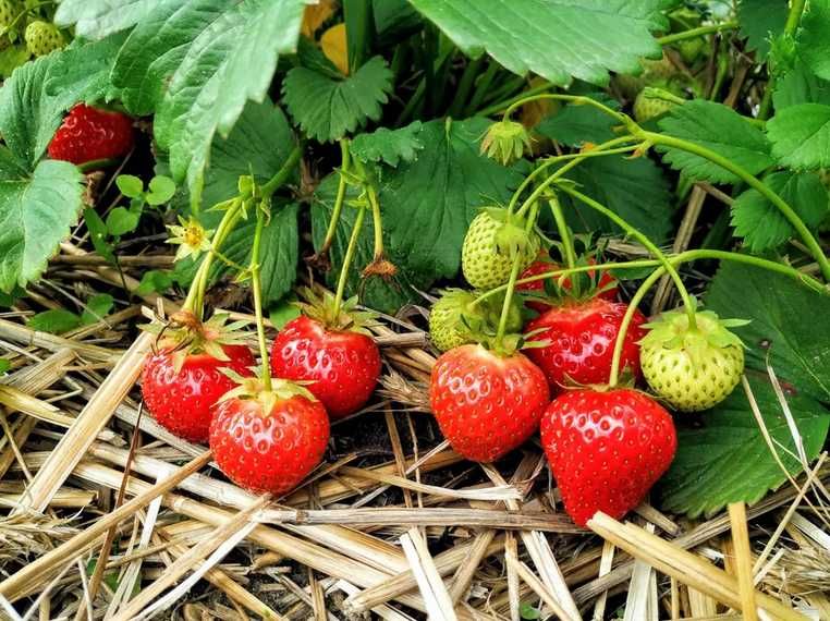 50szt POLKA sadzonki truskawek szkółka
