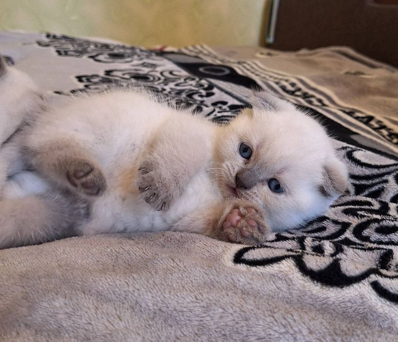 Пропонуються чарівні кошенята породи Scottish Fold та Scottish Straight
