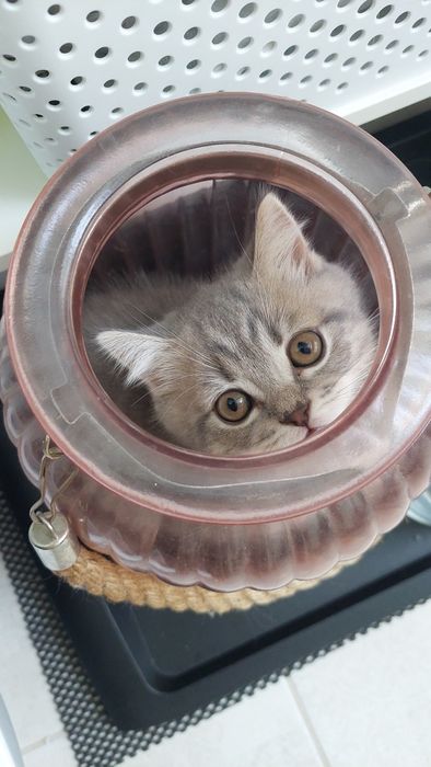 Шотландські кошенятка