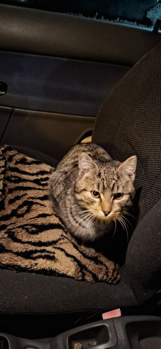 Szukam starego  kotka