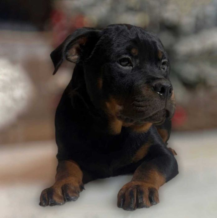 Щеночки ротвейлера, без хвостиків.