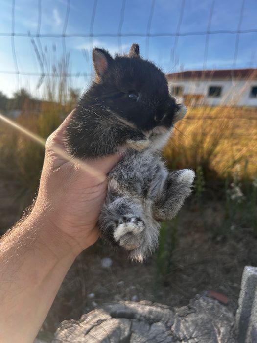 Coelho Anão Netherland Dwarf