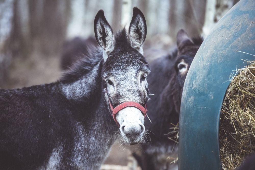 Ośliczka Maniusia do adopcji za darmo
Przeczytaj całe ogłoszenie –