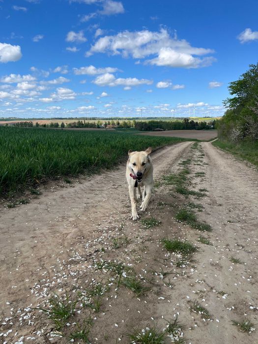 Szukamy nowego domu dla psa