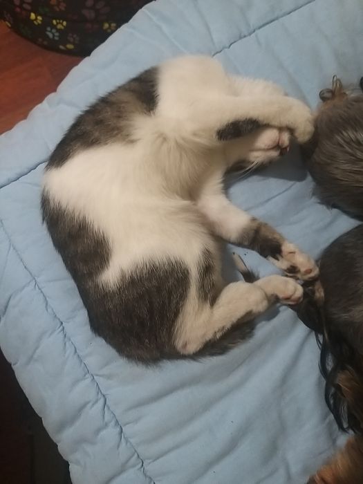 Kotek szuka nowego domku .