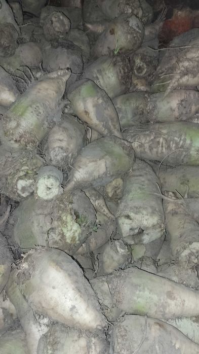 Buraki Pastewne