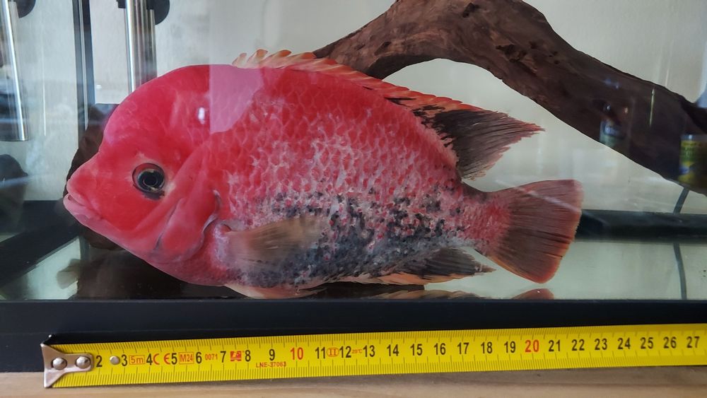 Vieja melanura macho