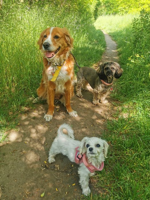 Domowy hotelik dla zwierząt