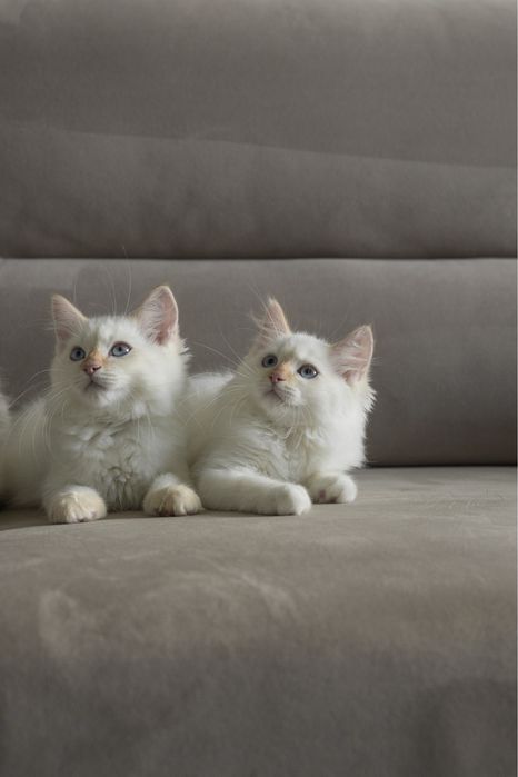 Элитные маскарадные