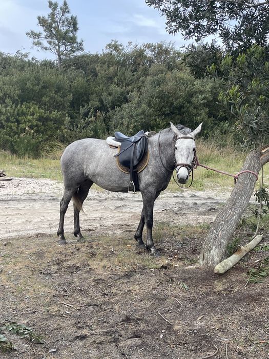 Vendo egua com 5 anos muito bem montada com livro verde