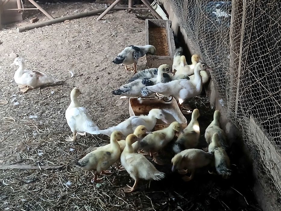 Vendo patos mudos