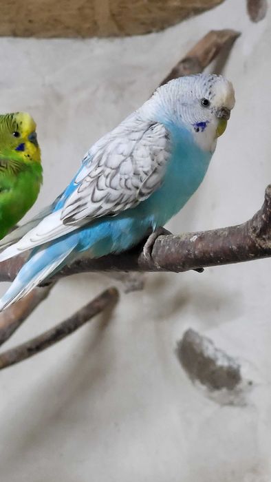 Papugi faliste z domowej chodowli. Ryn