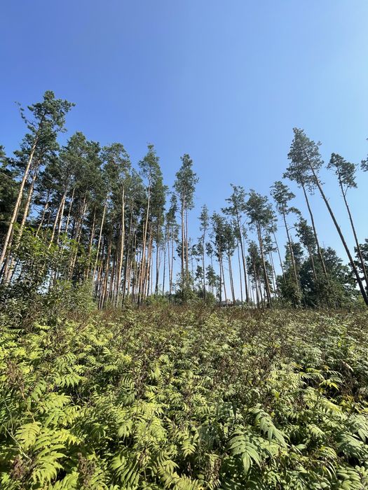 Ділянка в соснах в Олевську