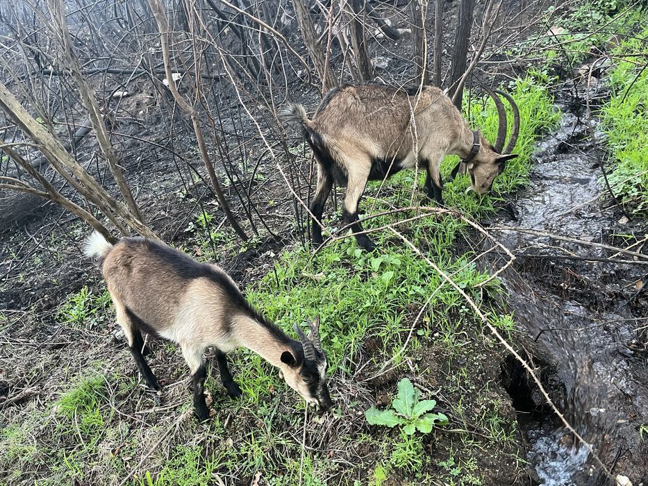Cabras para Venda