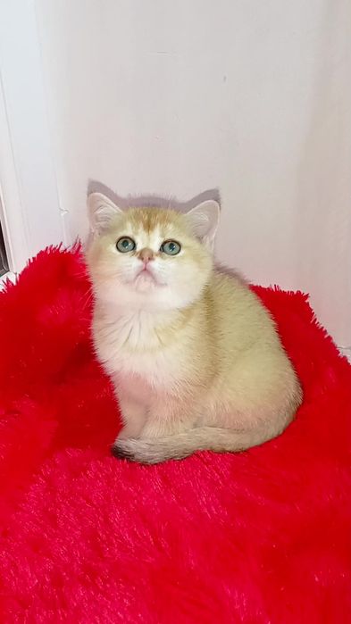 Девочка. Шотландская прямоухая девочка золотая шиншилла