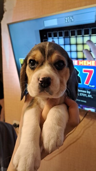 Біглюшки! Документи! 2 міс!