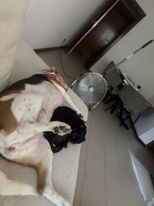 Dou cadela muito meiga