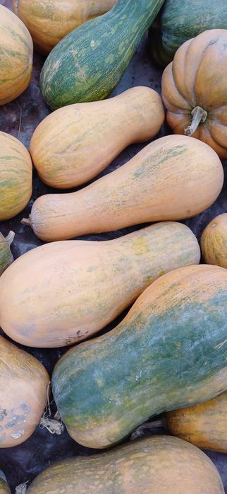 Гарбуз (сорти Гітара і Мускат де Прованс)