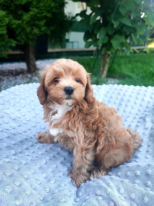 Maltipoo chłopiec xxs