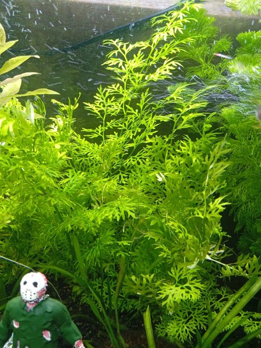 Várias plantas para ceder