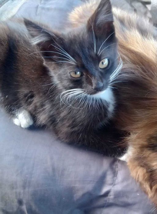 Віддам в добрі руки чотири котика