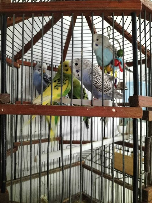 Periquitos zona de Leiria