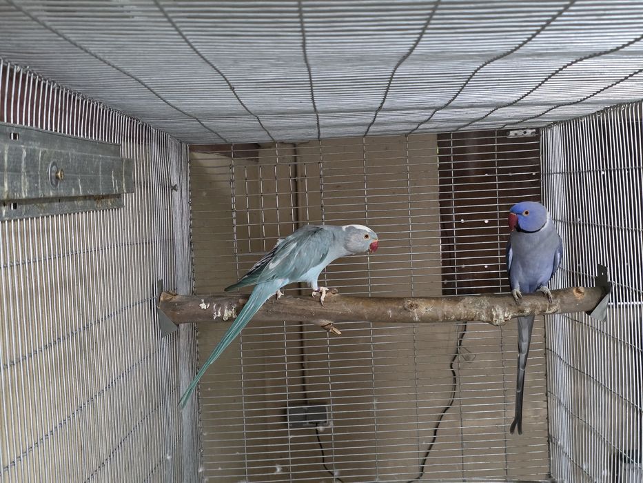 Casais de ringnecks adultos