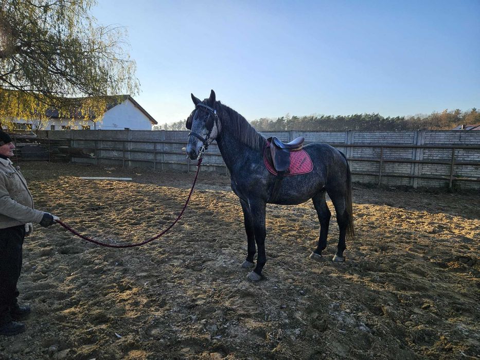 Sprzedam pięknego ogierka rasy śląskiej