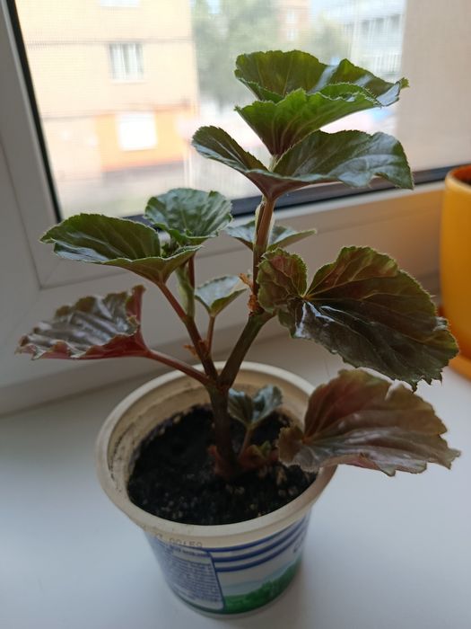 Продам кімнатні рослини недорого