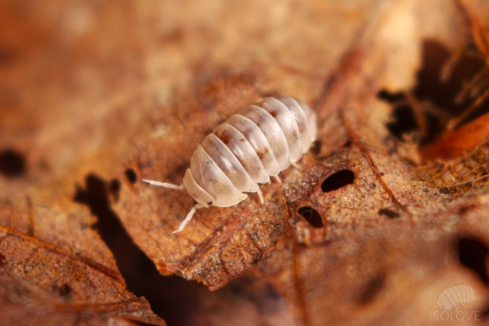 Venezillo parvus “dalmatian”, równonogi, isopoda, ekipa sprzątająca