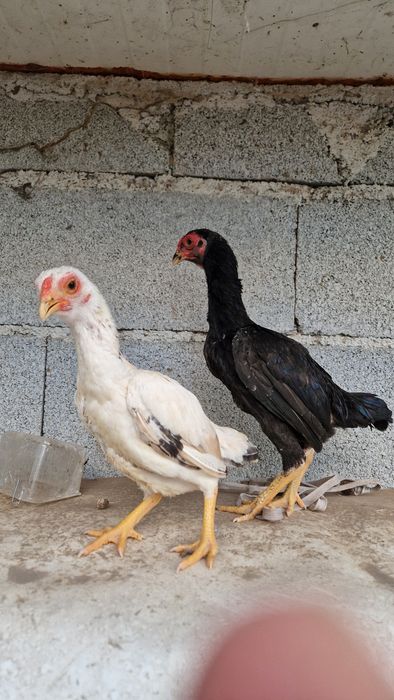 Casal kho shamos
