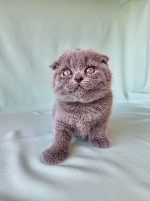 Шотландский хлопчик.