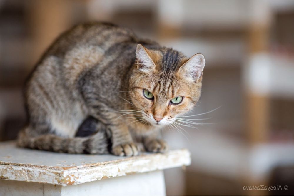 кошка Афина - красотка в полосочку. кошечка молодая 2 года