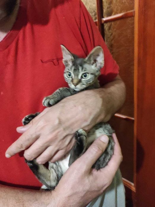 Кошечка девон рекс  на вязку