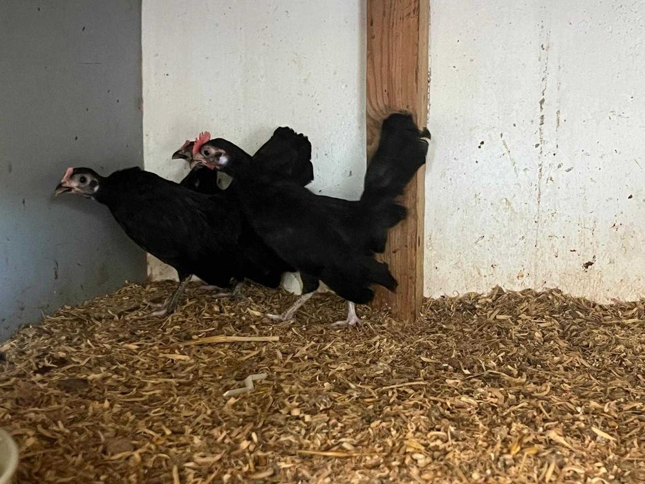 Młode bantamki 2+1
